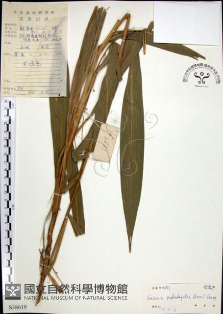 棕葉狗尾草藏品圖，第1張