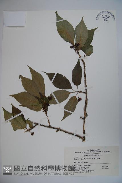 倒卵葉忍冬藏品圖，第1張