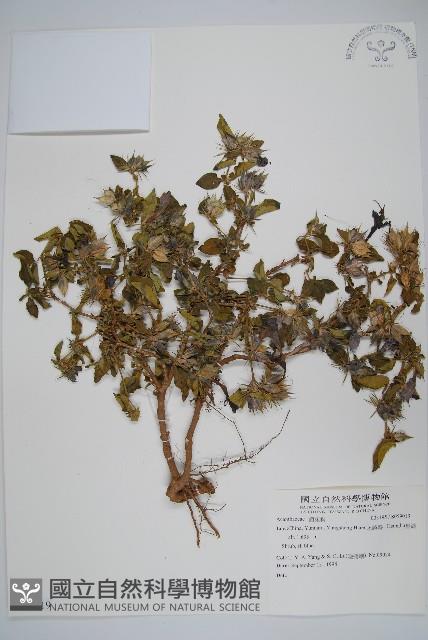 登錄號:S059019藏品圖，第1張