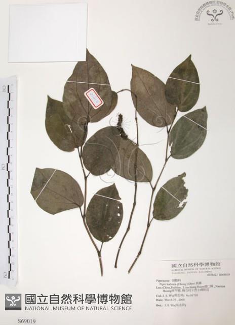 風藤藏品圖，第1張