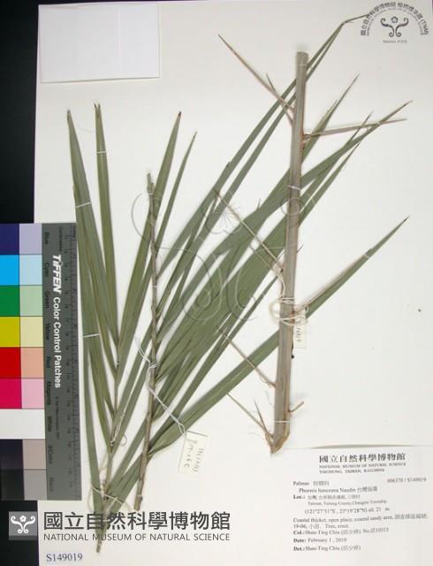 台灣海棗藏品圖，第1張