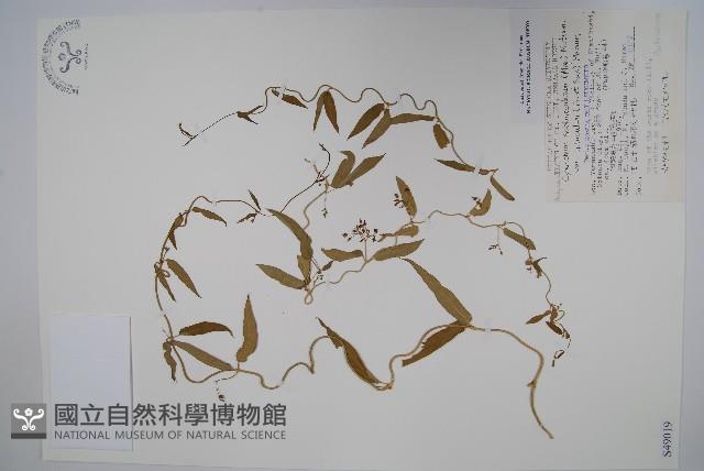 登錄號:S049019藏品圖，第1張