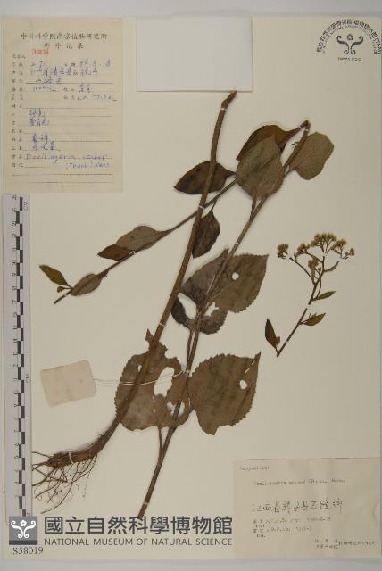 東風菜藏品圖，第1張