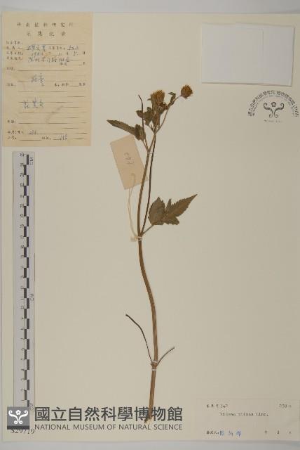 白花鬼針藏品圖，第1張