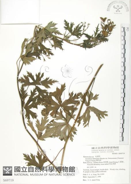 蔓烏頭藏品圖，第1張