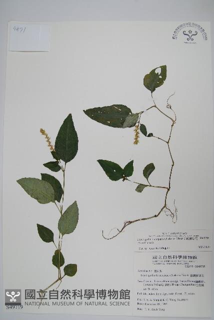 卵葉鱗球花藏品圖，第1張