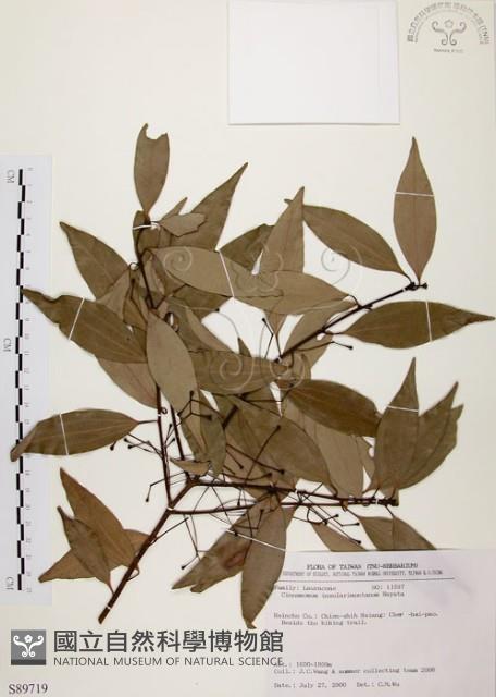 山肉桂、台灣肉桂藏品圖，第1張