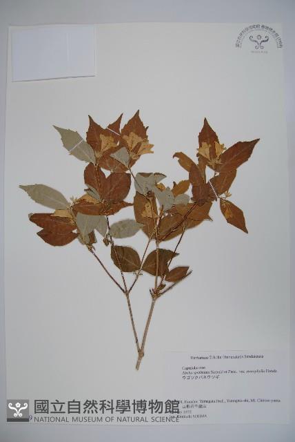 登錄號:S058719藏品圖，第1張