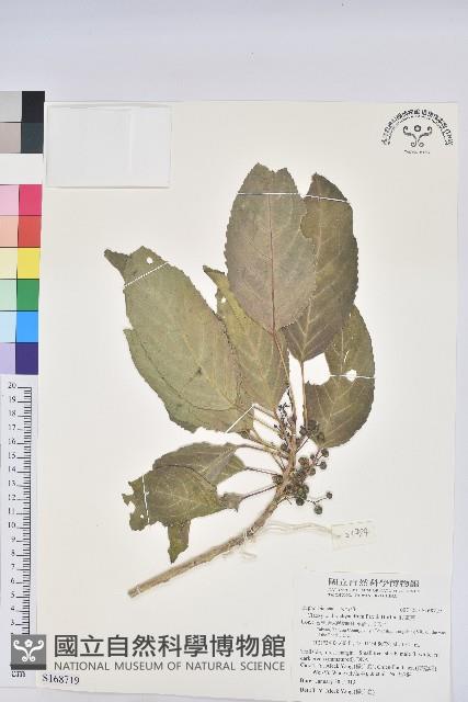 假鐵莧藏品圖，第1張