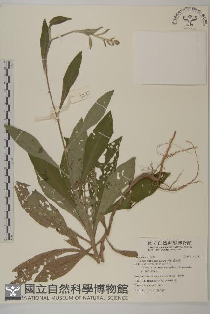 裡白艾納香藏品圖，第1張