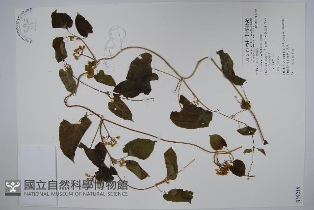 青羊參藏品圖，第1張