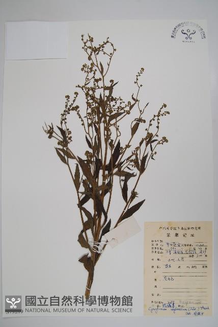 琉璃草藏品圖，第1張