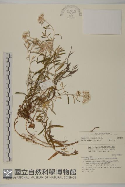 玉山抱莖籟簫藏品圖，第1張