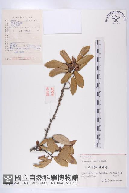 胡頹子藏品圖，第1張