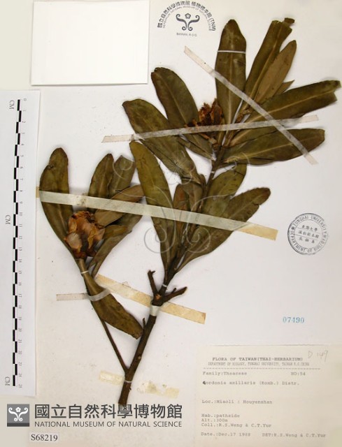 大頭茶藏品圖，第1張