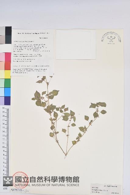 裂苞鐵莧菜藏品圖，第1張