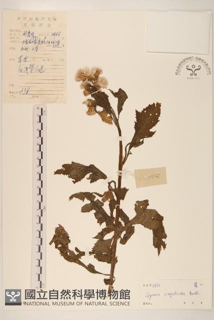 野茼蒿藏品圖，第1張