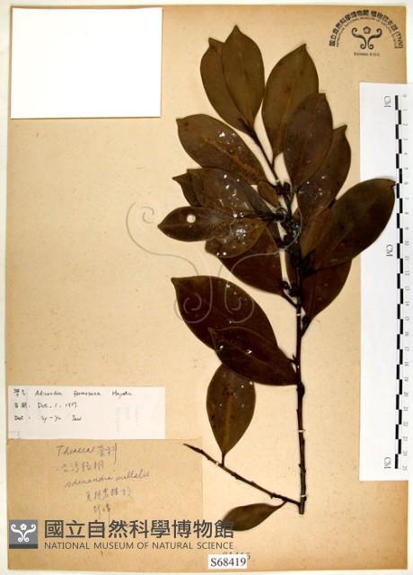 台灣楊桐藏品圖，第1張