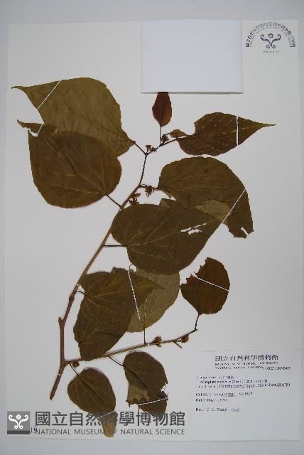 八角楓藏品圖，第1張