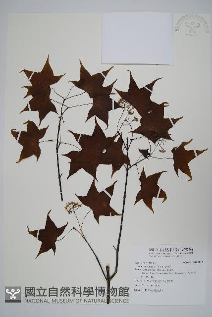 青楓藏品圖，第1張