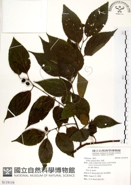 朴樹藏品圖，第1張