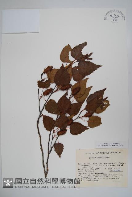 岳樺藏品圖，第1張