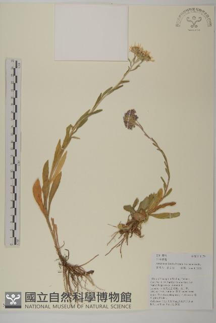 雲南裂稃草藏品圖，第1張