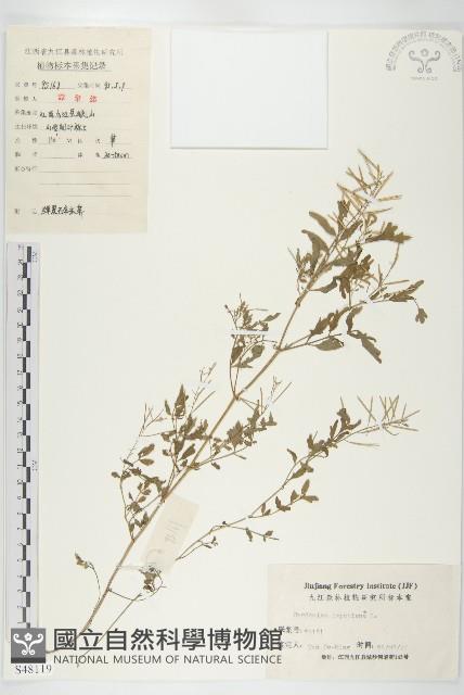 水花菜藏品圖，第1張