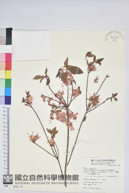 南澳杜鵑藏品圖，第1張