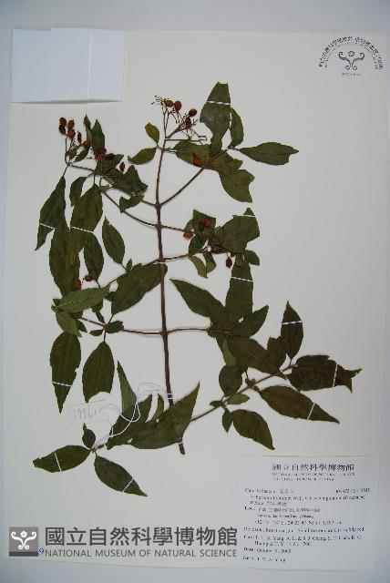 狹葉莢迷藏品圖，第1張