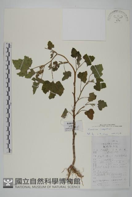 登錄號:S099319藏品圖，第1張