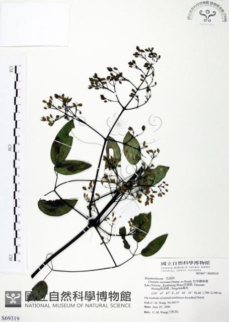 柱果鐵線蓮藏品圖，第1張