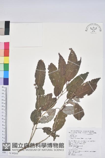 白背櫟藏品圖，第1張