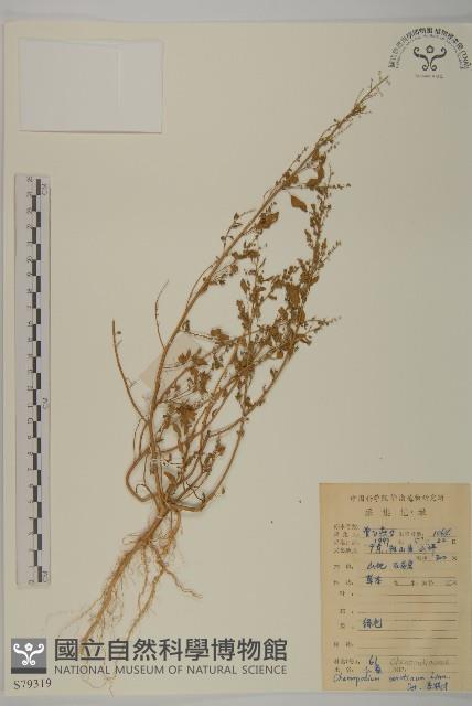 小葉藜藏品圖，第1張