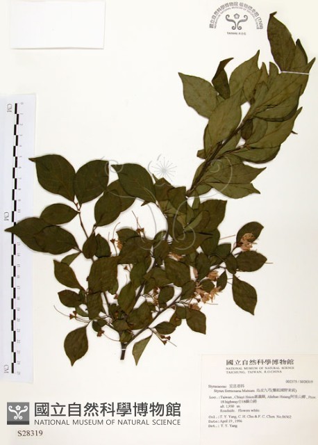 烏皮九芎、奮起湖野茉莉藏品圖，第1張