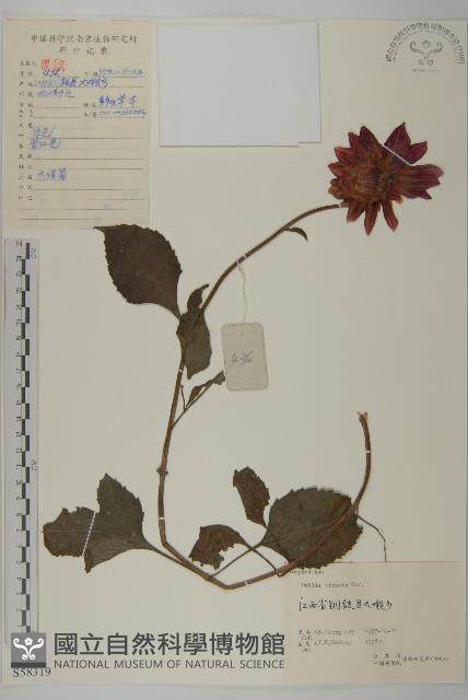 大麗花藏品圖，第1張