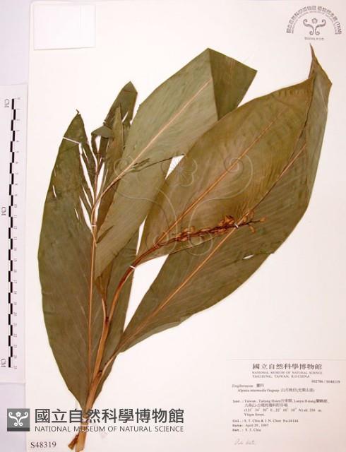 山月桃藏品圖，第1張