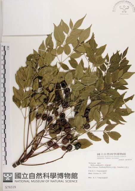 楝、苦楝藏品圖，第1張