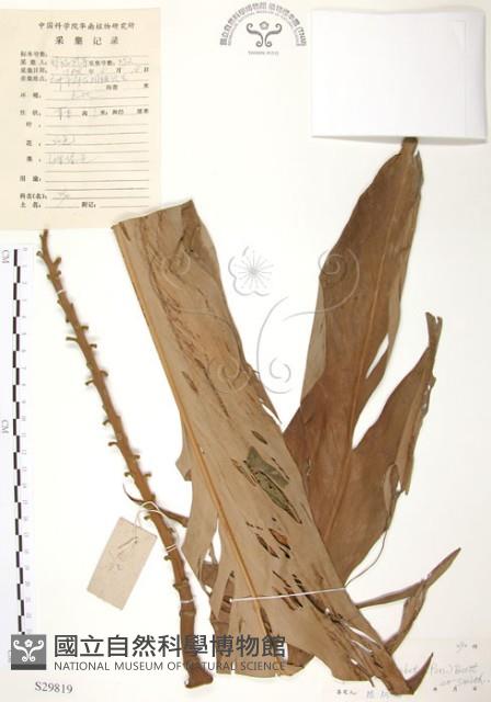 Beautiful Galangal Collection Image