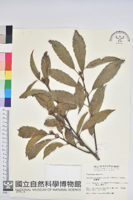 青剛櫟、鐵椆藏品圖，第1張