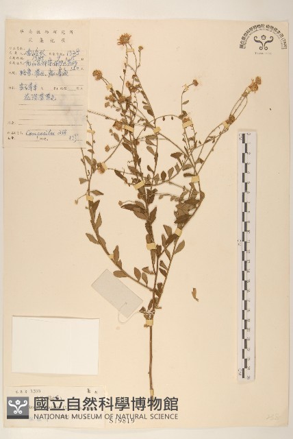 雞兒腸藏品圖，第1張