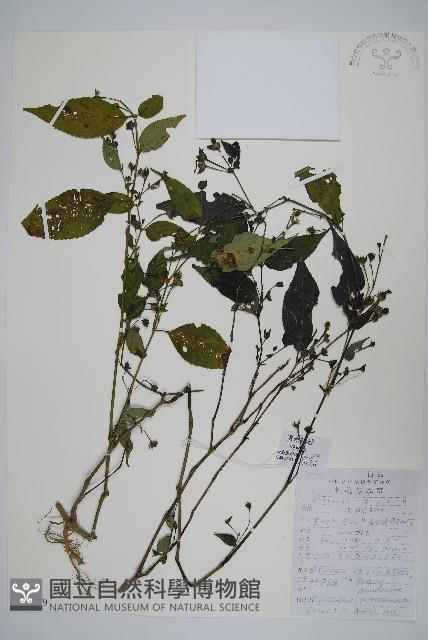 球花馬藍藏品圖，第1張