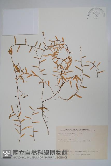 半邊蓮、鐮磨仔草藏品圖，第1張