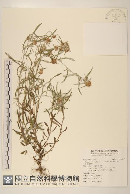 分枝鼠麴草藏品圖，第1張