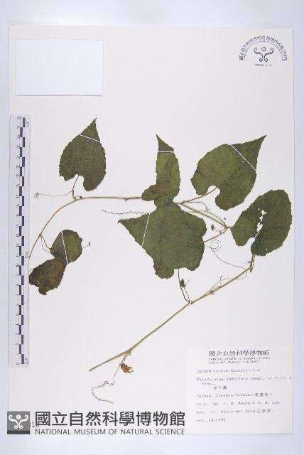青牛膽藏品圖，第1張