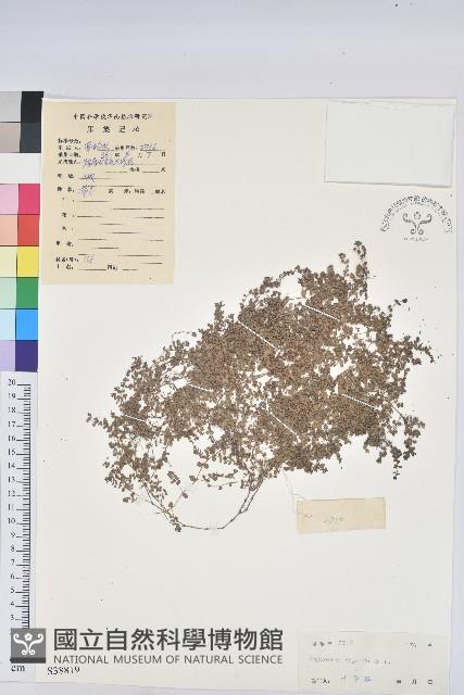 千根草藏品圖，第1張