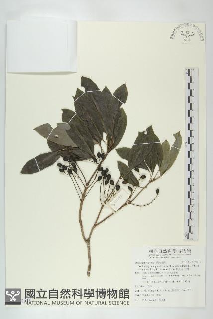 耿氏虎皮楠藏品圖，第1張