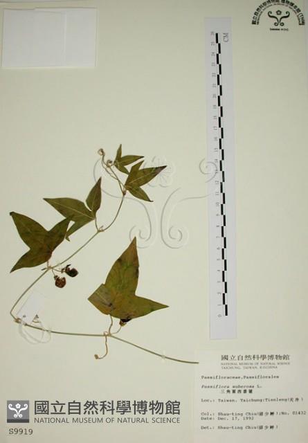 三角葉西番蓮藏品圖，第1張