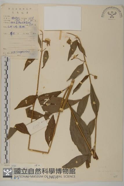 寬傘三褶葉紫菀藏品圖，第1張