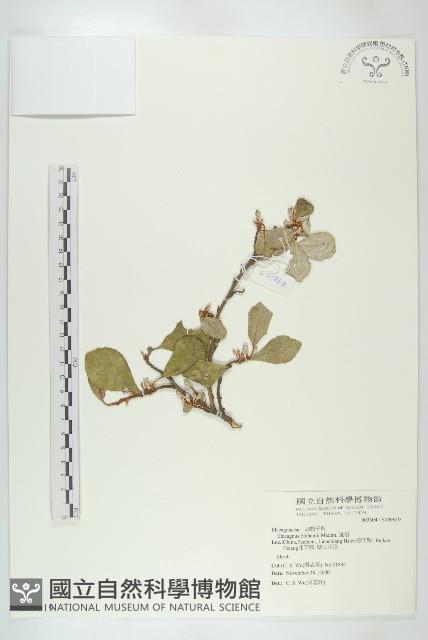 宜梧藏品圖，第1張